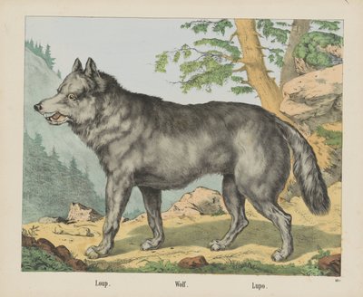 Loup. / Varg. / Lupo (titel på objekt) av firma Joseph Scholz