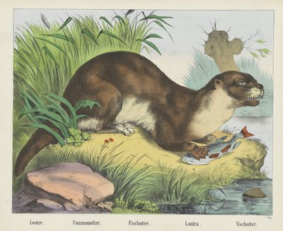 Loutre. / Commonotter. / Fischotter. / Lontra. / Vischotter (titel på objekt) av firma Joseph Scholz