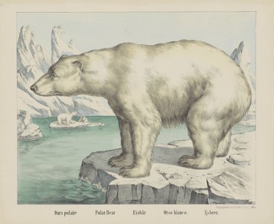 Vår polare / Isbjörn / Eisbär / Orso bianco. / Ijsbeer (titel på objekt) av firma Joseph Scholz