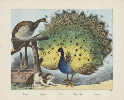 Paon. / Pavone. / Pfau. / Påfågel. / Paauw (titel på objekt) av firma Joseph Scholz