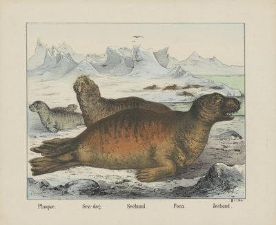 Phoque. / Sjöhund. / Seehund. / Fokusera. / Sigill (titel på objekt) av firma Joseph Scholz