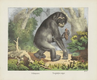Schimpanse. / Troglodytes niger (titel på objekt) av firma Joseph Scholz