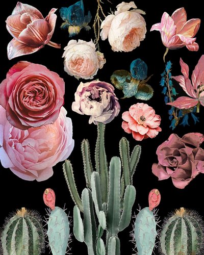 Kaktusar, blommor, botanik av giovanna nicolo