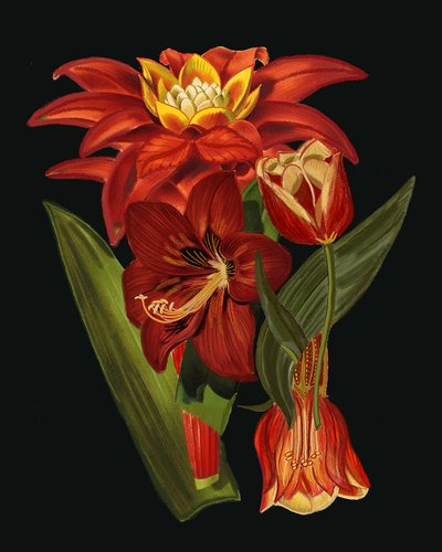 Eleganta botaniska blommor av giovanna nicolo