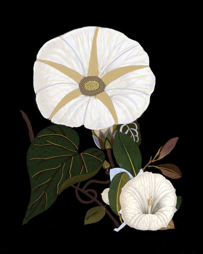 Eleganta vita morgonblommor av giovanna nicolo