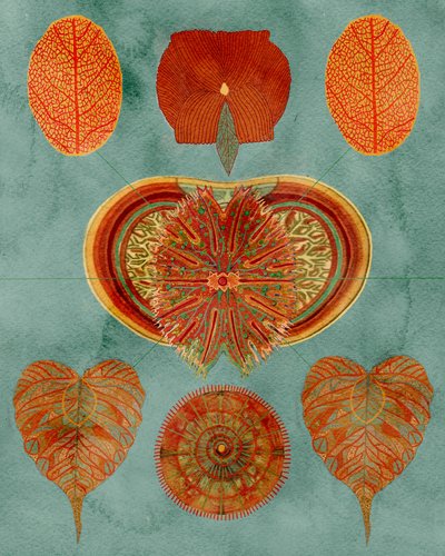 Intrikat botaniskt arrangemang av giovanna nicolo