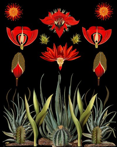 Blommor i den röda öknen av giovanna nicolo