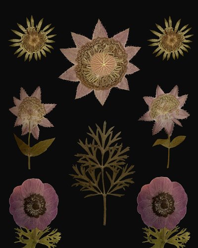Vintage-torkade blommor av giovanna nicolo
