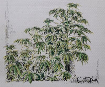 YUCA -ANLÄGG av miguelmendez_art.ve