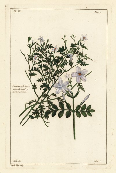 Vanlig jasmin, Jasminum officinale, Linn av the Younger Dupin