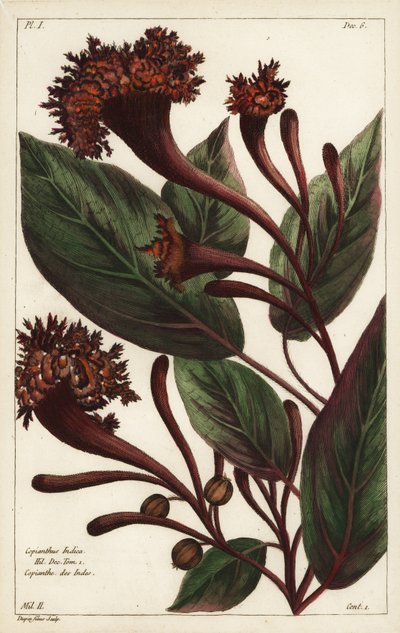 Cornucopian buske, Copianthus indica, Hil av the Younger Dupin