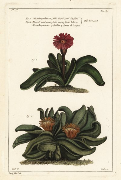 Älghornsväxt, Rhombophyllum dolabriforme (Haxbladig fikonblomma, Mesembryanthemum dolabriforme) av the Younger Dupin