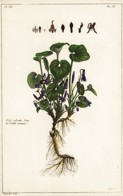 Söt viol, Viola odorata av the Younger Dupin