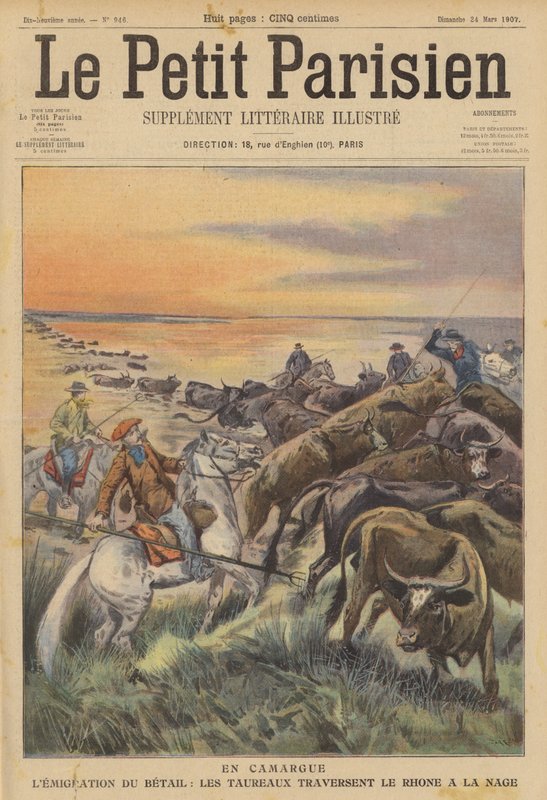 Migration av boskap i Camargue: en flock tjurar som simmar över floden Rhone (färg litho) av (after) Carrey