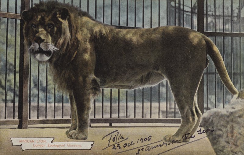 African Lion, London Zoological Gardens (färgfoto) av (after) English photographer