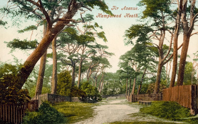 Fir Avenue, Hampstead Heath (färgfoto) av (after) English photographer