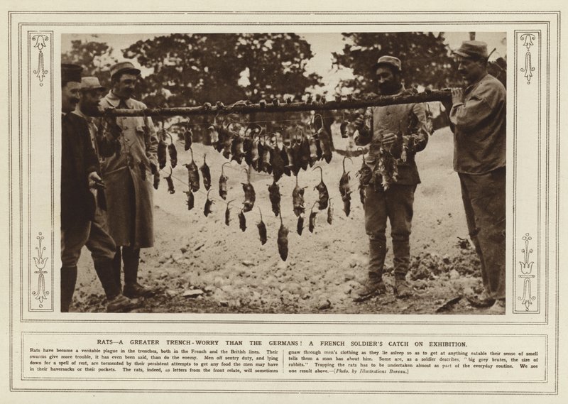 Råttor, en större skyttegravsoro än tyskarna! En fransk soldats fångst på utställning (s/v foto) av (after) English photographer