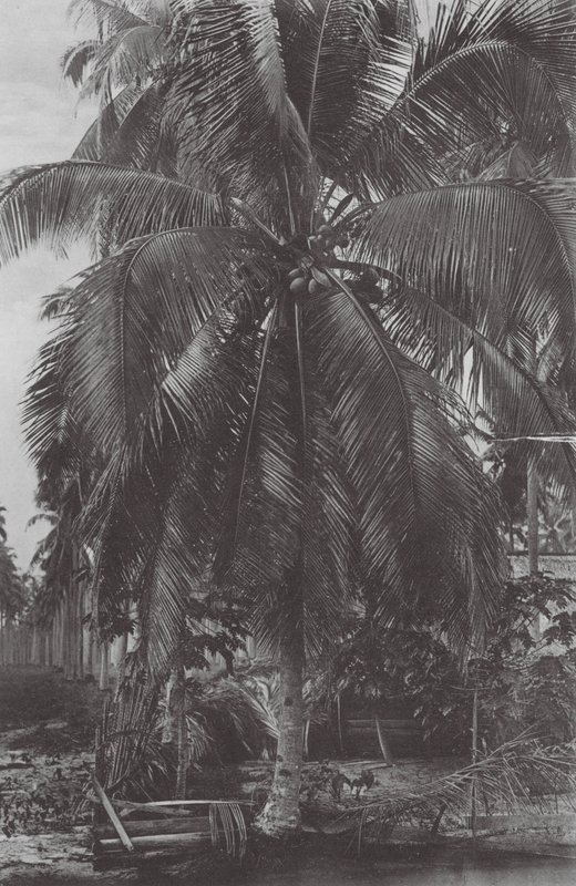 Singapore: Kokosnötsträd (svartvitt foto) av (after) English photographer