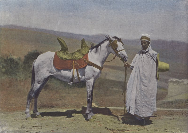 Arabian Horse (färgad bild) av (after) French Photographer