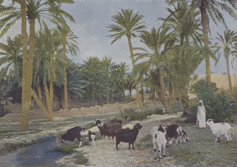 Oas i Algeriet (färgad bild) av (after) French Photographer