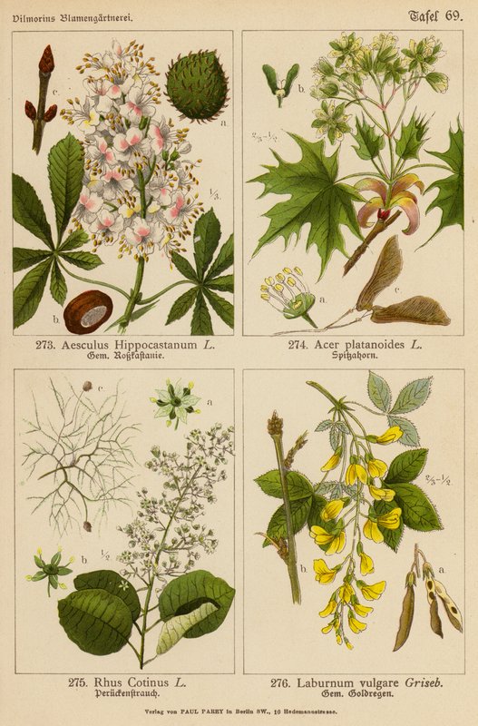 Aesculus Hippocastanum, Acer Platanoides, Rhus Cotinus, Laburnum Vulgare (färglitografi) av (after) German School