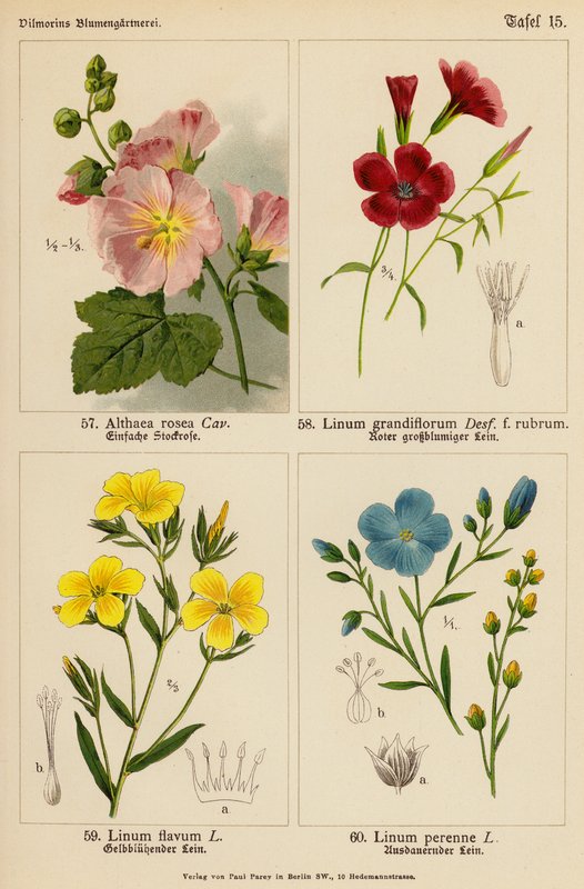 Althaea Rosea, Linum Grandiflorum, Linum Flavum, Linum Perenne (färglitografi) av (after) German School