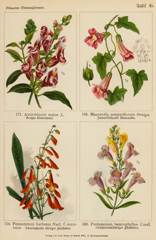 Antirrhinum Majus, Maurandia Semperflorens, Pentastemon Barbatus, Pentastemon Heterophyllus (färglitografi) av (after) German School