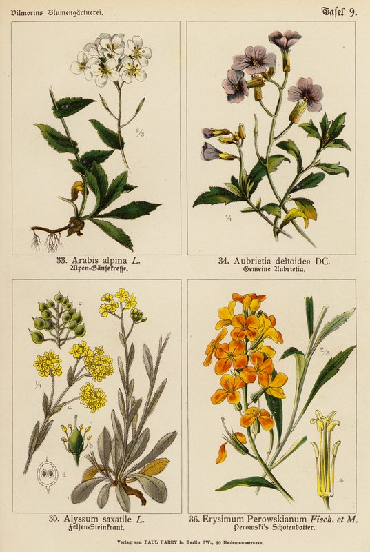Arabis Alpina, Aubrietia Deltoidea, Alyssum Saxatile, Erysimum Perowskianum (färglitografi) av (after) German School