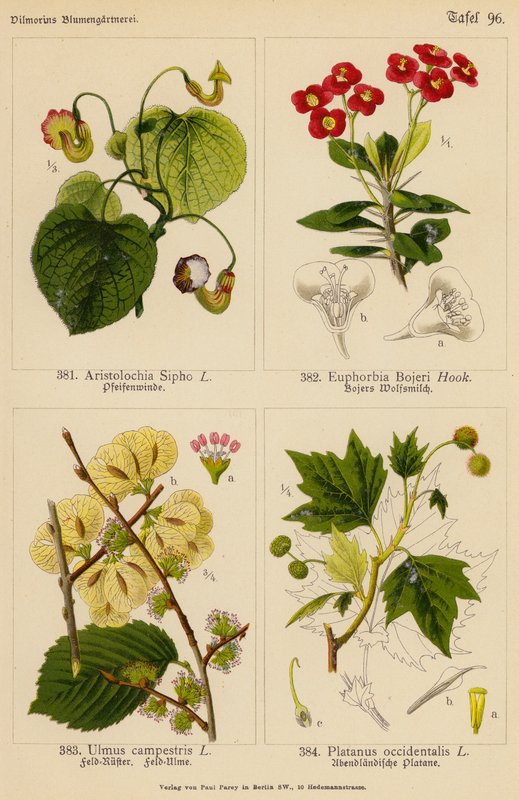 Aristolochia Sipho, Euphorbia Bojeri, Ulmus Campestris, Platanus Occidentalis (färglitografi) av (after) German School