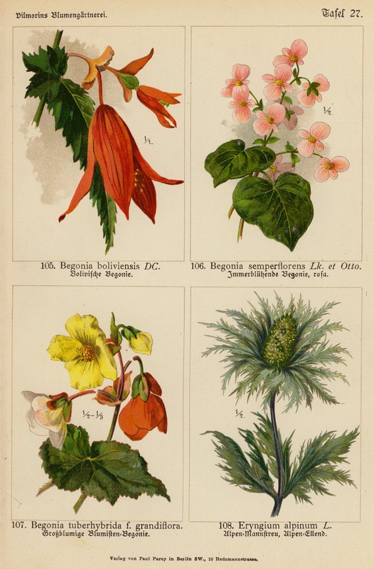 Begonia Boliviensis, Begonia Semperflorens, Begonia Tuberhybrida, Eryngium Alpinum (färglitografi) av (after) German School