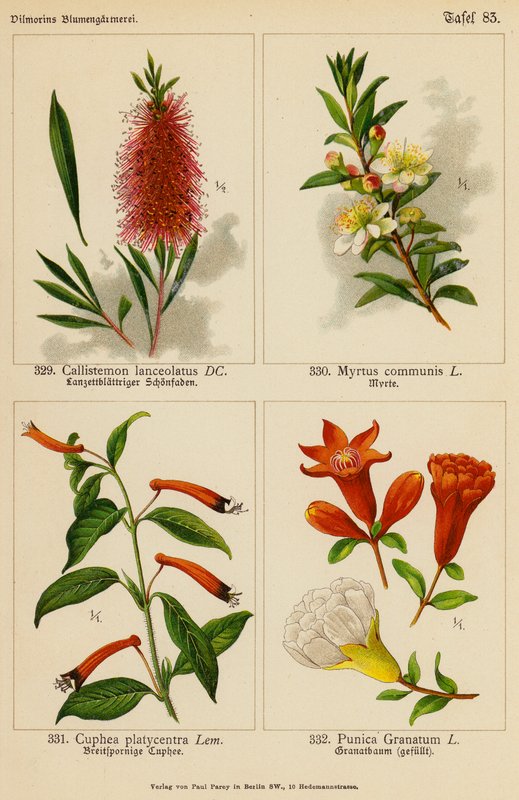 Callistemon Lanceolatus, Myrtus Communis, Cuphea Platycentra, Punica Granatum (färglitografi) av (after) German School