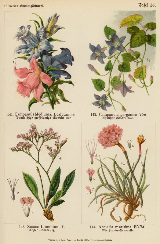 Campanula Medium, Campanula Garganica, Statice Limonium, Armeria Maritima (färglitografi) av (after) German School