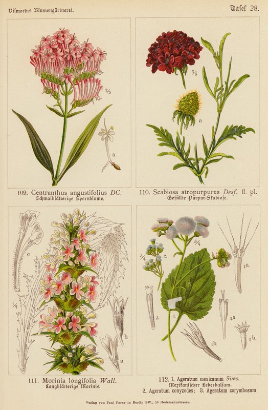 Centranthus Angustifolius, Scabiosa Atropurpurea, Morinia Longifolia, Ageratum Mexicanum, Ageratum Conyzodes, Ageratum Corymbosum (färglitografi) av (after) German School