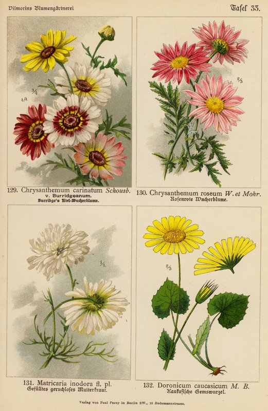 Chrysanthemum Carinatum, Chrysanthemum Roseum, Matricaria Inodora, Doronicum Caucasicum (färglitografi) av (after) German School