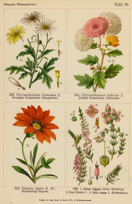 Chrysanthemum Frutescens, Chrysanthemum Indicum, Gazania Rigens, Calluna Vulgaris, Erica Tetralix, Erica Carnea (färglitografi) av (after) German School