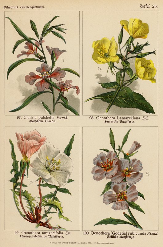 Clarkia Pulchella, Oenothera Lamarckiana, Oenothera Taraxacifolia, Oenothera (Godetia) Rubicunda (färglito) av (after) German School