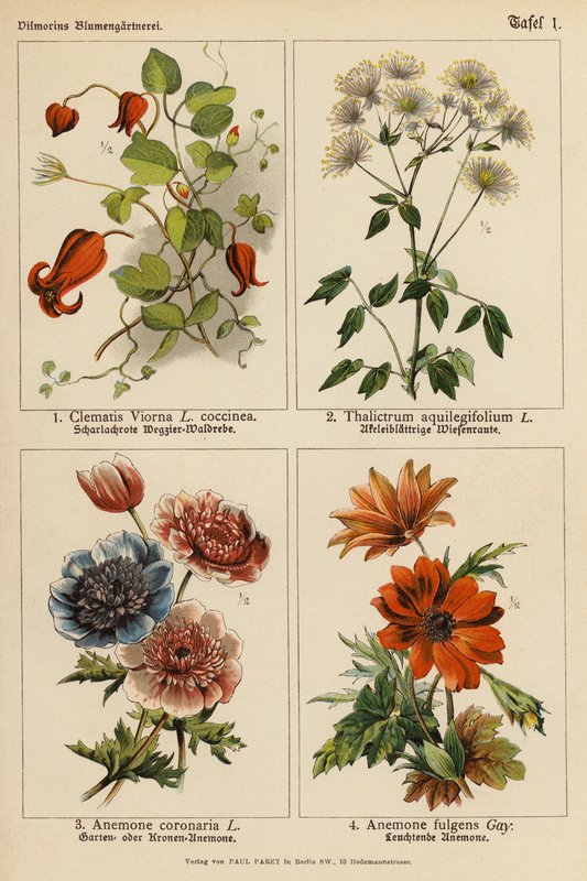 Klematis Viorna, Thalictrum Aquilegifolium, Anemone Coronaria, Anemone Fulgens (färglitografi) av (after) German School