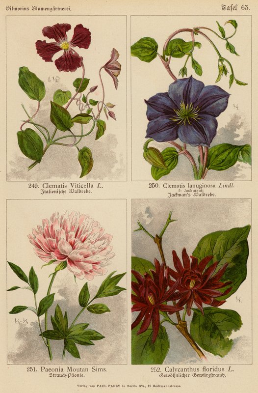 Klematis Viticella, Klematis Lanuginosa, Paeonia Moutan Sims, Calycanthus Floridus (färglitografi) av (after) German School