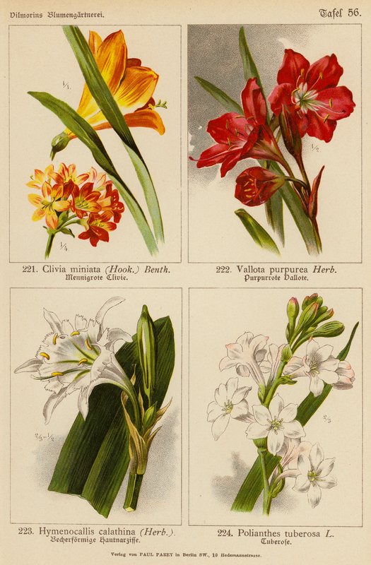 Clivia Miniata, Vallota Purpurea, Hymenocallis Calathina, Polianthes Tuberosa (färglitografi) av (after) German School