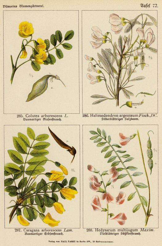 Colutea Arborescens, Halimodendron Argenteum, Caragana Arborescens, Hedysarum Multijugum (färglitografi) av (after) German School