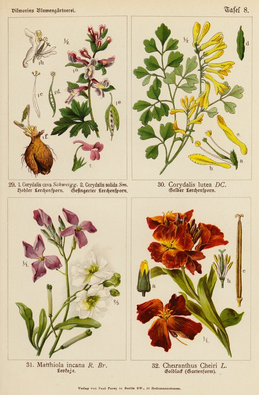 Corydalis cava, Corydalis solida, Corydalis lutea, Matthiola incana, Cheiranthus cheiri (färglitografi) av (after) German School
