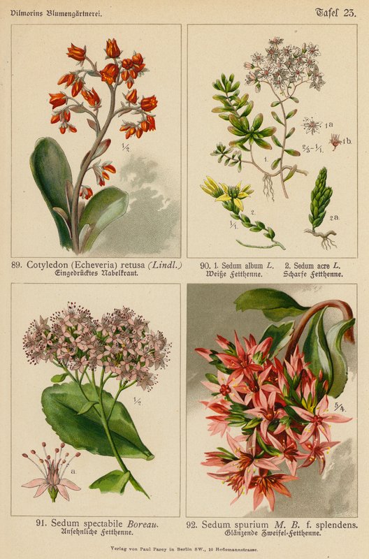 Cotyledon (Echeveria) Retusa, Sedum Album, Sedum Acre, Sedum Spectabile, Sedum Spurium (färglitografi) av (after) German School