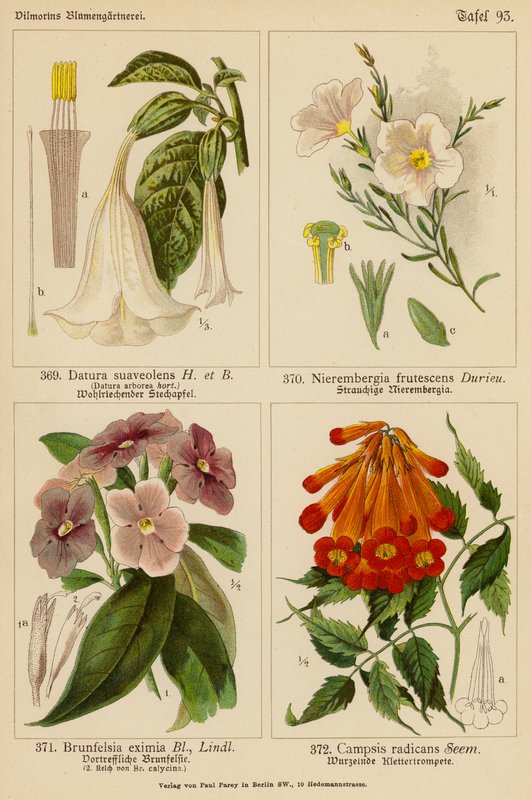Datura Suaveolens, Nierembergia Frutescens, Brunfelsia Eximia, Campsis Radicans (färglitografi) av (after) German School
