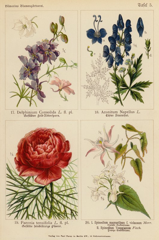 Delphinium Consolida, Aconitum Napellus, Paeonia Tenuifolia, Epimedium Macranthum F Violaceum, Epimedium Youngianum (färglito) av (after) German School