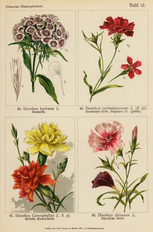Dianthus Barbatus, Dianthus Carthusianorum, Dianthus Caryophyllus, Dianthus Chinensis (färglitografi) av (after) German School