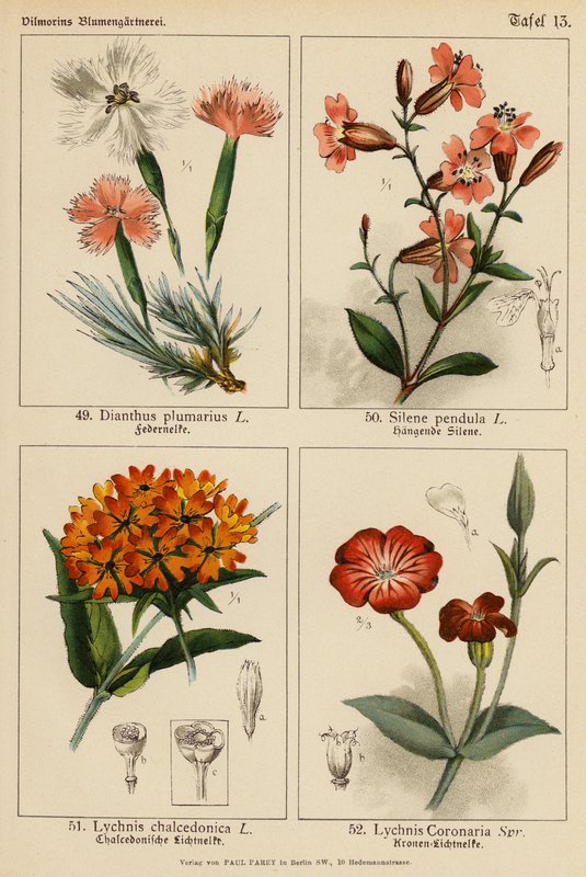 Dianthus Plumarius, Silene Pendula, Lychnis Chalcedonica, Lychnis Coronaria (färglitografi) av (after) German School