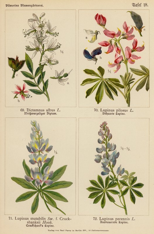 Dictamnus Albus, Lupinus Pilosus, Lupinus Mutabilis, Lupinus Perennis (färglitografi) av (after) German School