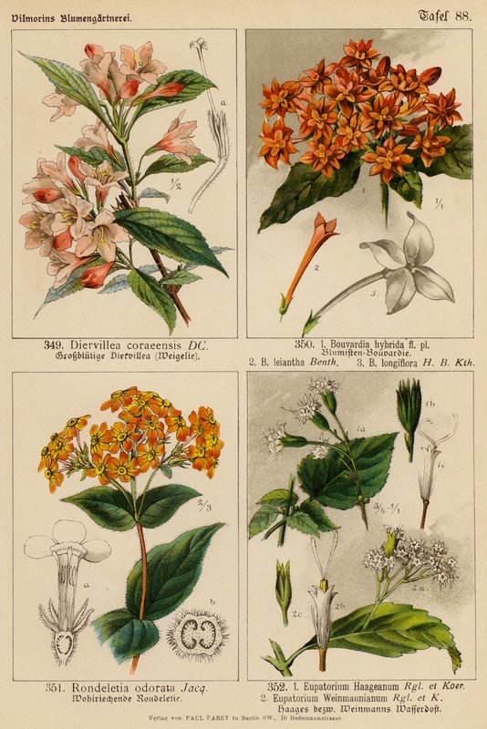 Diervillea Coraeensis, Bouvardia Hybrida, Bouvardia Leiantha, Bouvardia Longiflora, Rondeletia Odorata, Eupatorium Haageanum, Eupatorium Weinmaunianum (färglitografi). av (after) German School