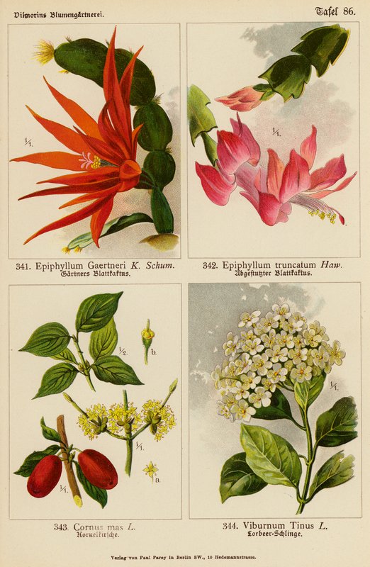 Epiphyllum Gaertneri, Epiphyllum Truncatum, Cornus Mas, Viburnum Tinus (färglitografi) av (after) German School