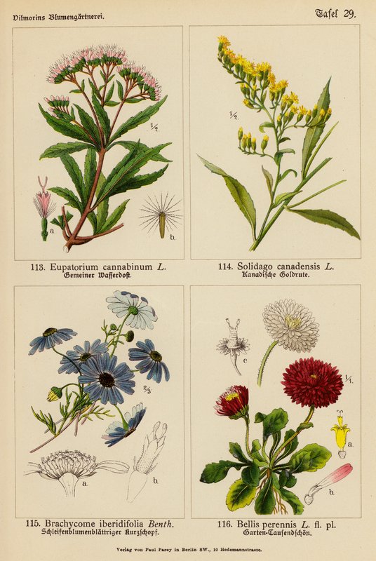 Eupatorium Cannabinum, Solidago Canadensis, Brachycome Iberidifolia, Bellis Perennis (färglitografi) av (after) German School